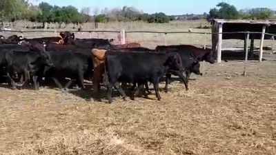 Lote TERNEROS