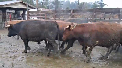 Lote 20 Novillo Gordo en Los Ángeles, VIII Región Biobío