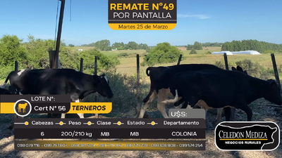 Lote 6 Terneros en Paso Antolín, Colonia