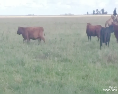 Lote 36 Vacas de invernar en Buenos Aires, Laprida