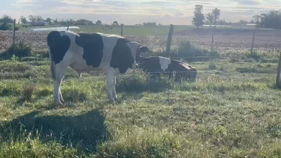 Lote Toros Holando 400kg -  en Bella Vista