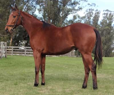 Lote DISCRETON