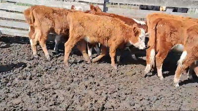 Lote 11 Terneras Hereford y cruzas en Ruta 23 km/122