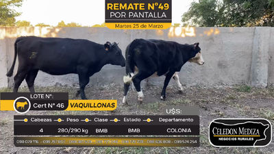 Lote 4 Vaquillonas  en La Horqueta, Colonia