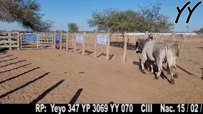 Lote TOROS BRAHMAN