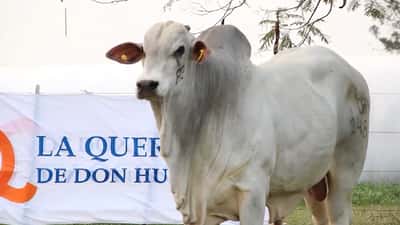 Lote LOTE 41