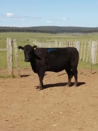 Lote 7 VACAS SA PREÑADAS en Rocha