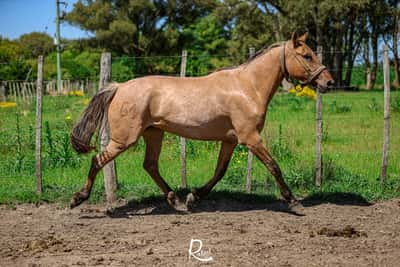 Lote Vasquita Victoria