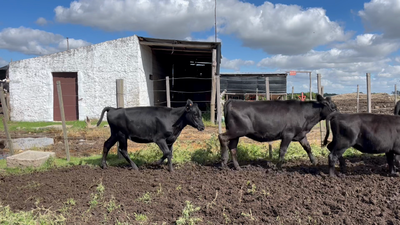 Lote VAQUILLONAS 1 a 2 AÑOS