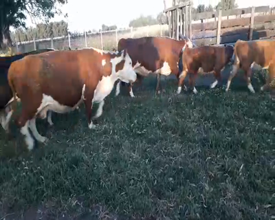 Lote 7 Vacas CUT con cría en Pirovano, Buenos Aires