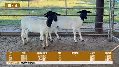 Lote LOTE 4