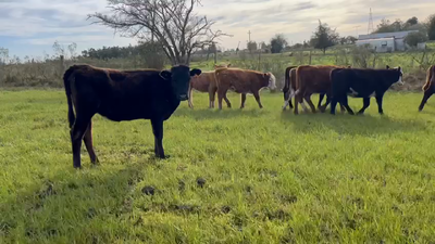 Lote 13 Vaquillonas  Hereford y Angus en a 15 km de santa lucia