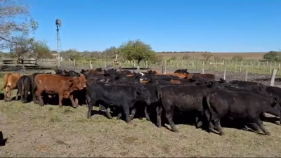 Lote 70 Terneros en Chajarí, Entre Ríos