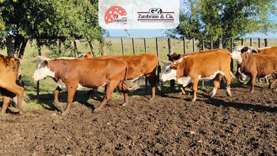 Lote Lote 20