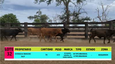 Lote LOTE 32 - 70 VAQUILLAS CBO 1