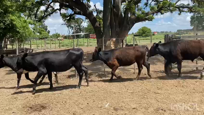 Lote 30 Terneros/as