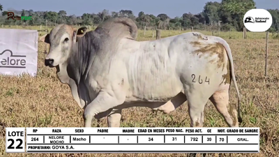 Lote Lote 22