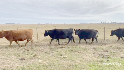 Lote 100 Vacas usadas preñadas en Tapalqué, Buenos Aires