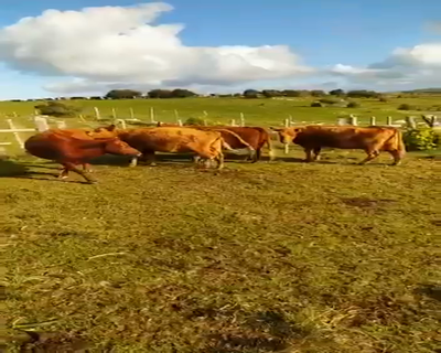 Lote 5 VACAS PREÑADAS