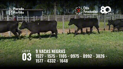 Lote 9 Vacas Negras