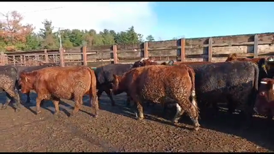 Lote 19 Vaquilla Gorda en Los Ángeles, VIII Región Biobío