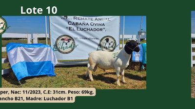 Lote PP