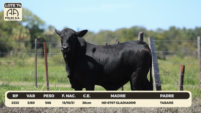 Lote LOTE 74