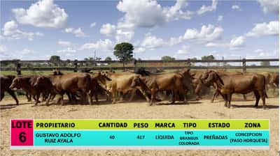 Lote LOTE 6 - 40 VAQUILLAS PREÑADAS CBO 0