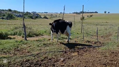 Lote PIEZAS DE CRIA