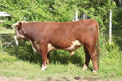 Lote PEDIGREE DE 2 AÑOS