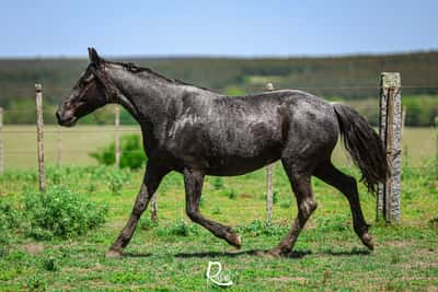 Lote Corraler Cahuel