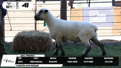 Lote LOTE 41- BOZAL