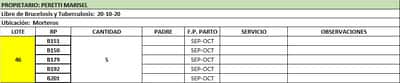 Lote Vaquillonas preñadas