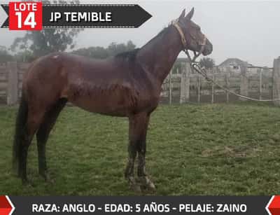 Lote JP TEMIBLE