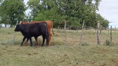 Lote NOVILLOS 1 A 2 AÑOS