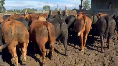 Lote 45 Novillo Gordo en Purranque, X Región Los Lagos