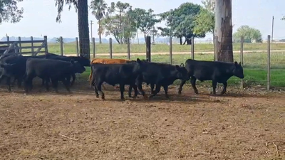 Lote TERNEROS