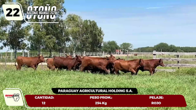 Lote LOTE 22