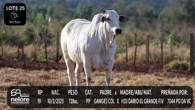 Lote LOTE 25