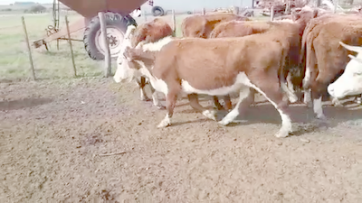 Lote 45 Vacas de invernar en Entre Ríos, Gualeguaychú
