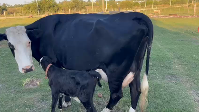 Lote 2 Piezas de cría 450kg - , San José