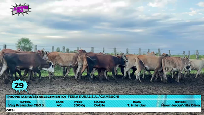 Lote LOTE 29