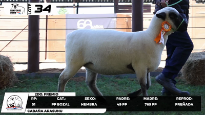 Lote LOTE 34- BOZAL