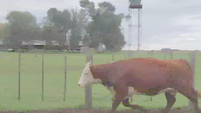 Lote 32 Vacas Preñadas, Paricion AGO-SEP, P. Hereford,  en Los Toldos, Bs. As..
