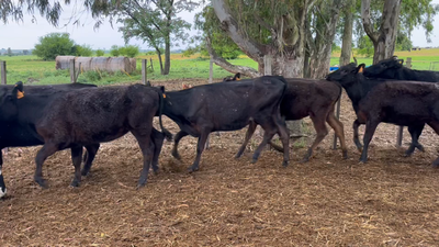 Lote TERNERAS