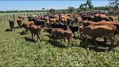 Lote 50 Vacas nuevas C/ cria en Pirané, Formosa