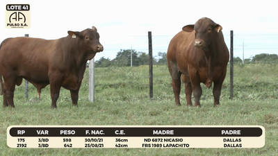 Lote LOTE 41