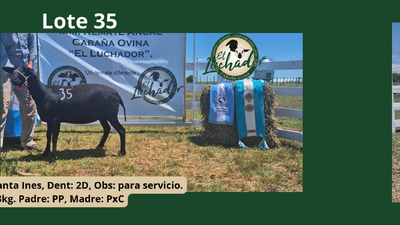 Lote PxC