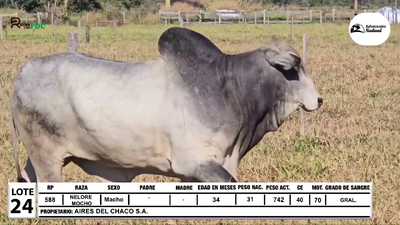 Lote Lote 24