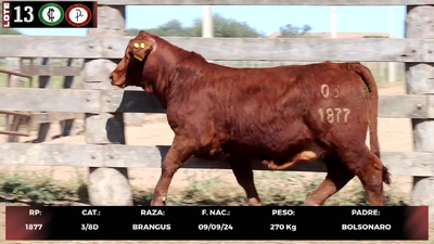 Lote LOTE 13